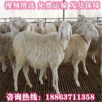 出售小尾寒羊 綿羊羔 小羊仔 頭胎懷孕母羊 小尾寒羊種公羊