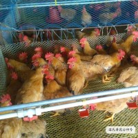 黃花公雞苗溫氏黃花公5號雞苗信雞大紅公雞溫氏雞苗批發(fā)全國發(fā)貨