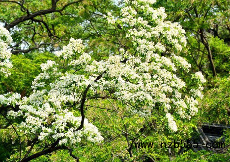 微信截圖_20210315194145