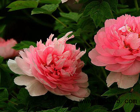 微信截圖_20210331183235