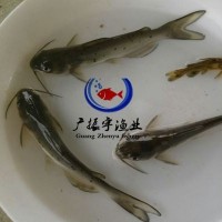 廠家直銷 叉尾魚(yú)苗斑點(diǎn)叉尾鮰魚(yú)苗叉尾苗3000頭起批