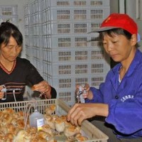 批發(fā)瑤雞苗 青腳瑤雞銷(xiāo)售 搞好疫苗 品種純正咨詢13317809934