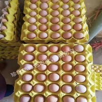 林地放養(yǎng)珍思然土雞蛋農家草雞蛋支持一件代發(fā)