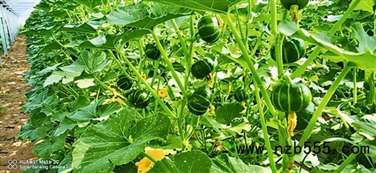 　▲&nbsp;時創(chuàng)科技金伯利農場種植的南瓜