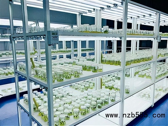 　▲時創(chuàng)科技的實驗室育種