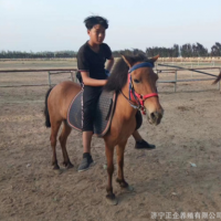 矮種馬養(yǎng)殖 出售老實聽話的小矮馬 一匹德保矮馬多少錢