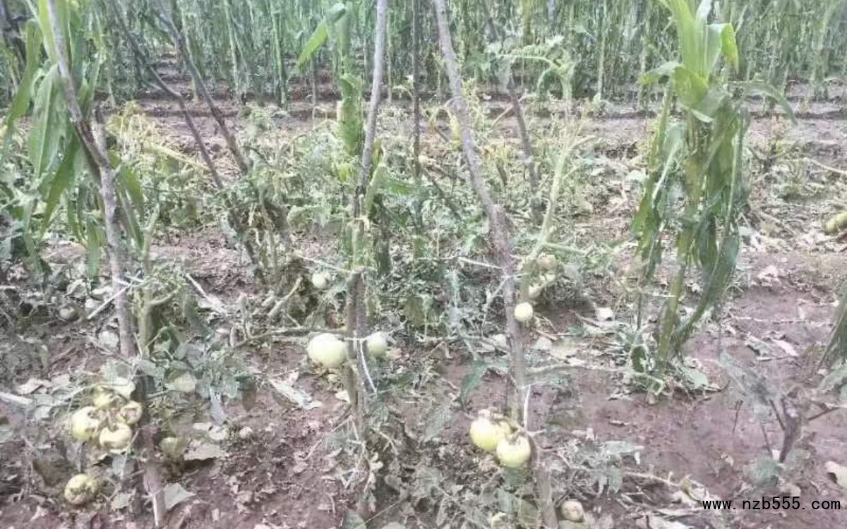 冰雹導致部分露地蔬菜絕收。北京市農(nóng)業(yè)技術推廣站供圖