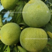 自家果園現(xiàn)摘現(xiàn)發(fā)好品質青脆李甜脆李新鮮應季直發(fā)一件代發(fā)批發(fā)