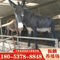 德州驢 關(guān)中驢哪個品種檔次高一些 三粉驢肉驢苗驢的純利潤