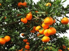 南方種什么水果賺錢最快?水果種植的致富密碼