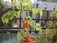 圣女果苗種植秘籍:從種子到豐收的浪漫之旅