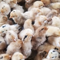 嘉祥縣笨雞 出殼紅瑤土雞 青腳瑤雞