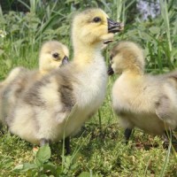 正宗潮汕獅頭鵝特大種活體幼鵝純種獅頭鵝仔高存活率批量批發零售