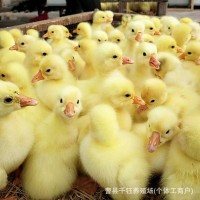 純種大三花鵝脫溫活體大白鵝崽產蛋鵝健康幼鵝高純活率養殖優選