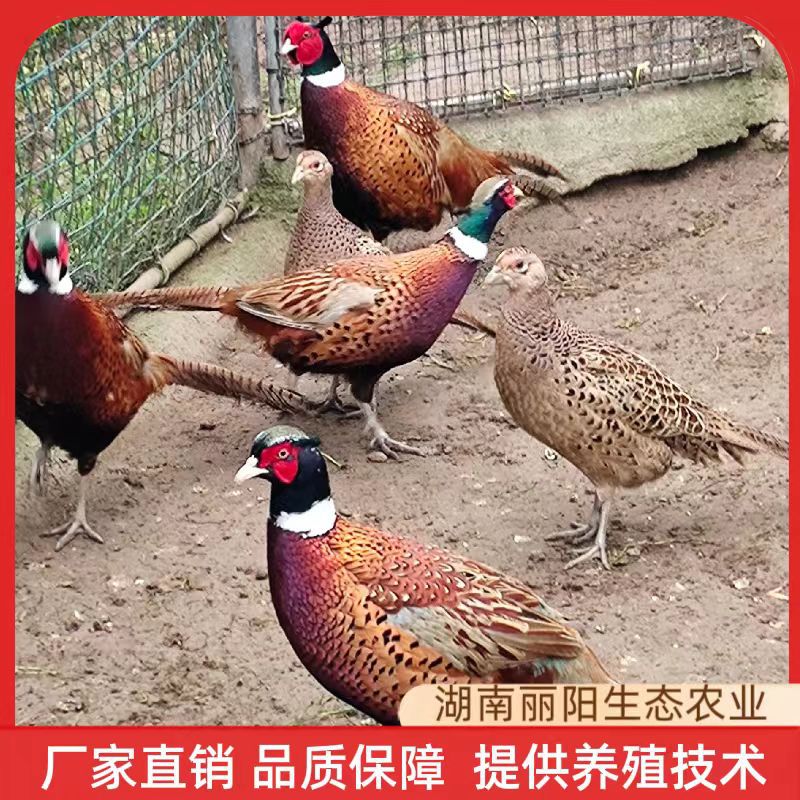 O1CN01pSNxHj1YWjkGolLej_!!4179433067-0-cib