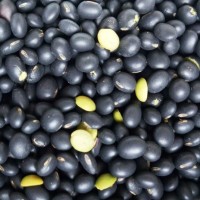 低溫烘焙綠心青仁黑豆 熟五谷雜糧 磨粉現磨豆漿原料批發