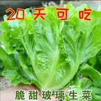 甜脆玻璃生菜種子割完又長(zhǎng)速生四季種菜籽陽臺(tái)盆栽庭院春秋易播Z