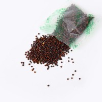 黑胖胖雜交黑菜種子雜交蘇州青矮青菜種子陽臺(tái)盆栽易種植蔬菜種子