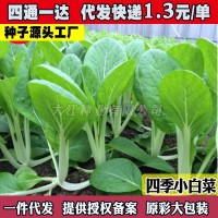 四季小白菜種孑綠葉甜白菜種籽農(nóng)家菜園青菜籽種陽臺(tái)盆栽蔬菜種孑