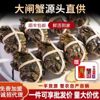 【活蟹現(xiàn)貨】蘇州精品批發(fā)團(tuán)購(gòu)大閘蟹鮮活螃蟹禮盒中秋禮專享優(yōu)惠