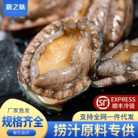 新鮮鮮活鮑魚海鮮特大鮑魚批發(fā)佛跳墻材料非鮑魚干冷凍批發(fā)鮑魚