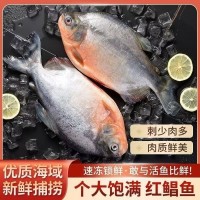 紅鯧魚(yú) 整條紅鯧魚(yú) 鮮味十足 新鮮 無(wú)冰衣 冰鮮冷凍鯧魚(yú)新鮮大號(hào)