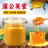 蒲公英蜂蜜500g結(jié)晶蜂蜜源頭廠家一件代發(fā)蒲公英結(jié)晶蜜原蜜批發(fā)