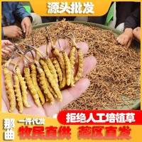 西藏那曲蟲草野冬蟲草青海玉樹冬蟲夏草批發供應一件代發高原野生