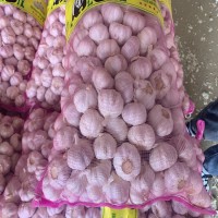 蒜 蒜頭 干蒜山東批發紫皮大蒜干蒜頭原產地發貨工廠直發保鮮大蒜