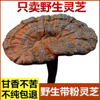野生紫靈芝帶孢子粉靈芝正品云南深山不苦野林芝整支干貨山貨黑芝