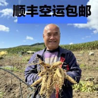 長白山人參一件代發(fā)泡酒煲湯酒瓶參東北特產(chǎn)送藥材參茸鮮盒裝紅參