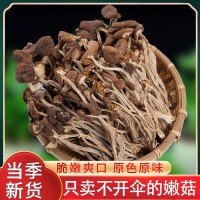 茶樹菇干貨不開傘2024新鮮菌類農(nóng)家干貨5KG蘑菇無硫煲湯材料