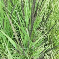 河南信陽紫云英綠肥黑色大米黑米口感清香，健康品質(zhì)，5公斤包裝農(nóng)家自種