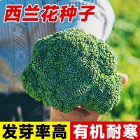 批發(fā)西蘭花菜種子有機(jī)松花菜種籽花椰菜綠色高產(chǎn)花菜春秋四季蔬菜
