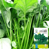本地土菠菜種子小尖葉菠菜籽陽臺(tái)小院種植耐高溫四季蔬菜種子大全