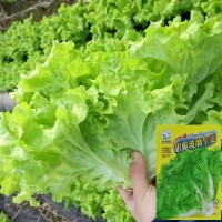 玻璃生菜種子四季播大速意大利紫葉脆嫩玻璃奶油陽臺(tái)盆栽種子易活