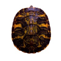 【火焰龜】紅腹寬紋龜苗深水觀賞龜寵物活物小烏龜招財(cái)龜擺攤批發(fā)