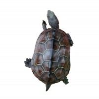 中華草龜苗大小烏龜金線草龜墨龜三線觀賞寵物烏龜活體養(yǎng)殖場(chǎng)批發(fā)