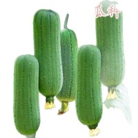 香嫩肉絲瓜種子早熟耐熱高產春夏四季農家各種菜種子