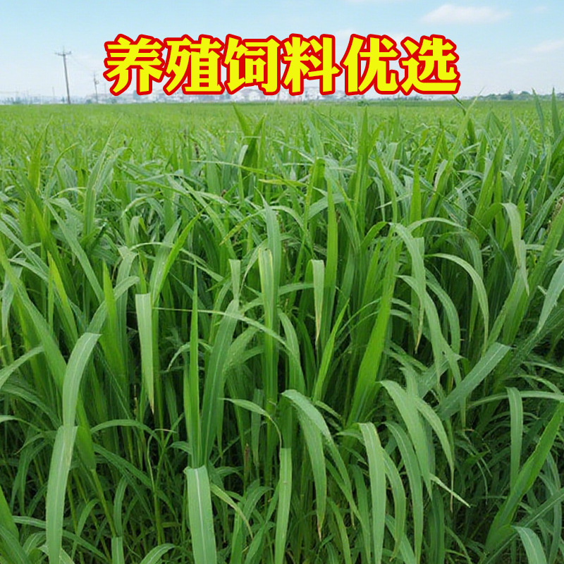 O1CN012BqA8e22PLuvZuy37_!!2220565877112-0-cib