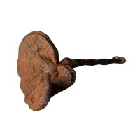 農(nóng)產(chǎn)品500g椴木紫靈芝 不苦帶粉長(zhǎng)腳黑靈芝 跨境外貿(mào)10cm長(zhǎng)柄靈芝