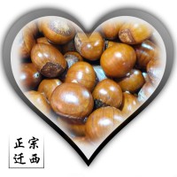 跑江湖板栗本小利大毛栗子油板栗地攤貨大量批發(fā)栗子仁栗子粉