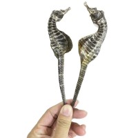 【全規格批發】正宗源頭工廠海馬干非中藥材泡酒煲湯料滋補供貨